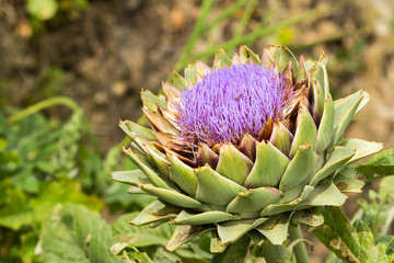 Ripe Artichoke Bloom. Close up with natural light. Sicily.