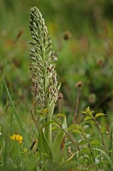 Bocks-Riemenzunge (Himantoglossum hircinum) am Dörnberg 
