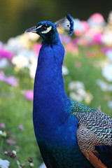 Obraz premium Paw w kwiatach