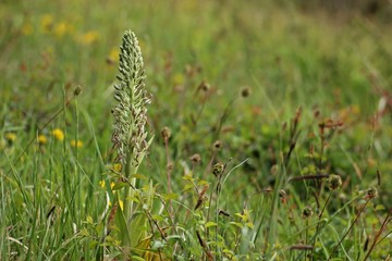 Bocks-Riemenzunge (Himantoglossum hircinum) am Dörnberg 
