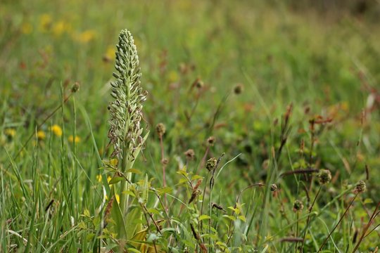 Bocks-Riemenzunge (Himantoglossum hircinum) am D&ouml;rnberg 
