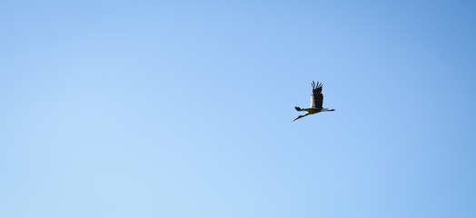 Stork in flight