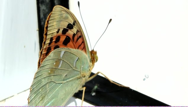 Butterfly Trapped In Window