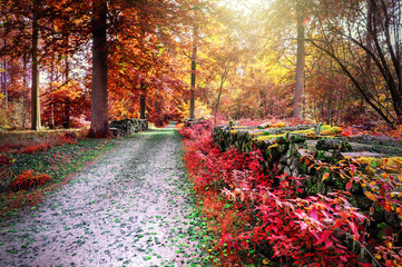 Autumn landscape with forest path
