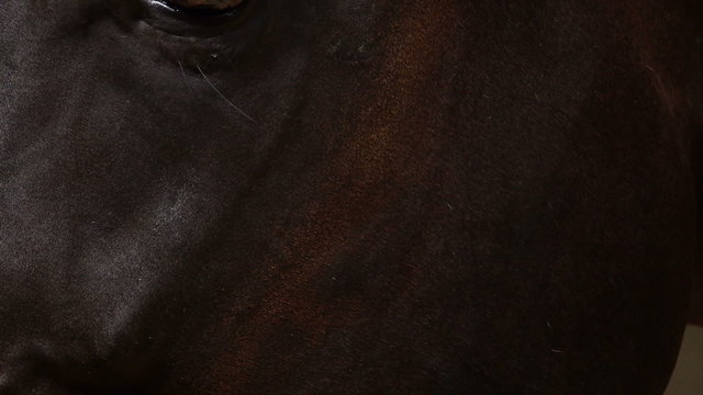 a close-up view of the head from a dark brown horse 