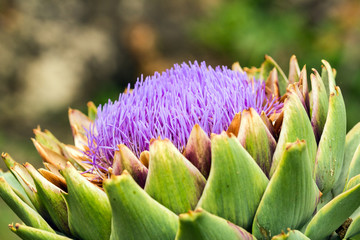 Ripe Artichoke Bloom. Close up with natural light. Sicily.