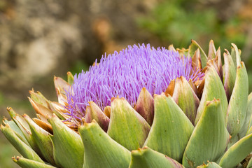 Naklejka na ściany i meble Ripe Artichoke Bloom. Close up with natural light. Sicily.