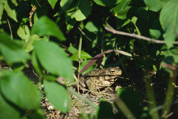Frog in the grass