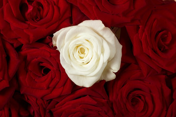 red and white roses