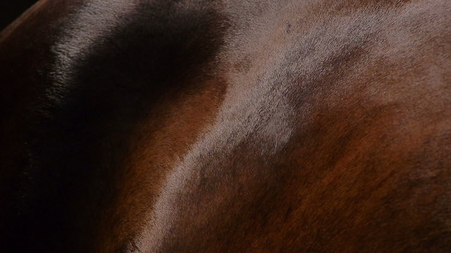 a close-up of beautiful brown horse fur with light reflection