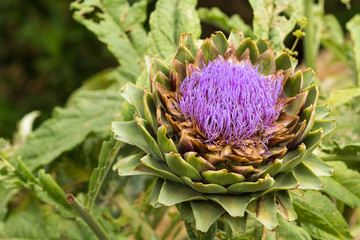 Ripe Artichoke Bloom. Close up with natural light. Sicily.