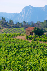 Fototapeta na wymiar Vineyards in the Languedoc, France