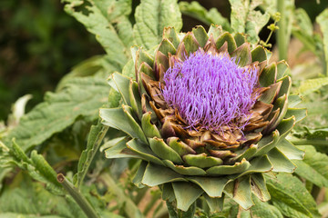 Ripe Artichoke Bloom. Close up with natural light. Sicily.