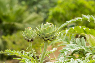 Ripe Artichoke. Close up with natural light. Sicily. 