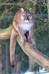 Puma frontal