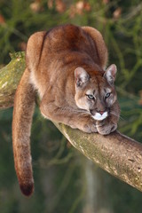 Puma auf ast