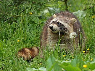Fressender Waschbär (Procyon lotor) 
