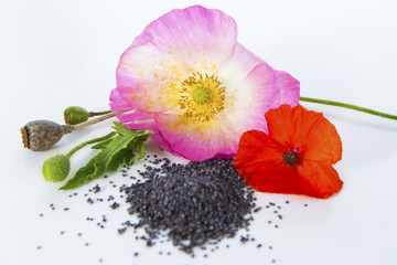Four stages of poppy growth