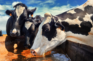 Herd of cows drinking water