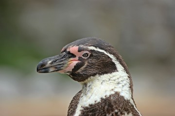 Humboldtpinguin (Spheniscus humboldti) 
