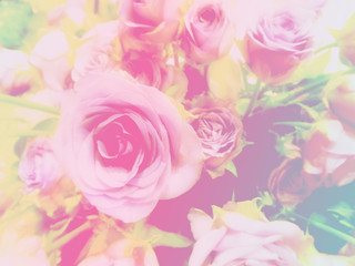 beautiful roses made with color filters