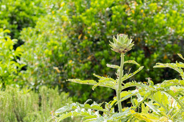 Ripe Artichoke. Close up with natural light. Sicily. 