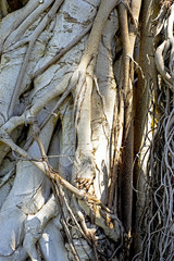 Texture of banyan tree