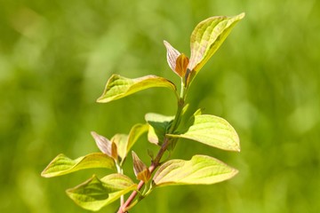 Tea Crop, Leaf, Nature.