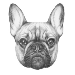 Original drawing of French Bulldog. Isolated on white background