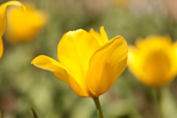Obraz na płótnie Canvas Tulip, Flower, Flower Bed.