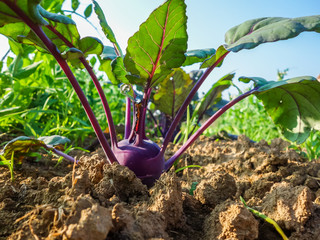 Violetter Kohlrabi