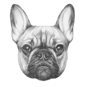 Original drawing of French Bulldog. Isolated on white background