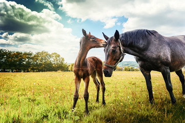 Summer country landscape with horse and foal