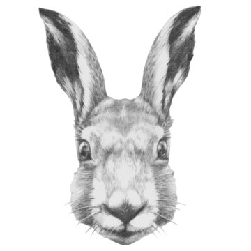 Original drawing of Rabbit. Isolated on white background