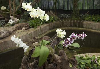 Orchidea bianca e orchidea bicolore