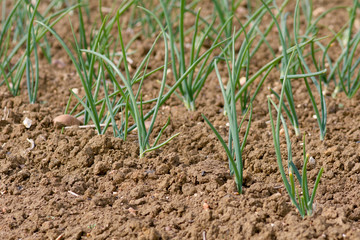 Rows of leeks growing in field
