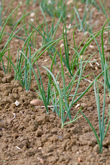 Rows of leeks growing in field