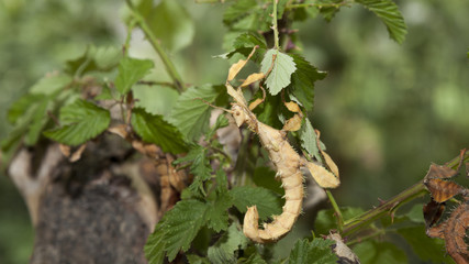 Insetto foglia secca, Extatosoma tiaratum, Australia