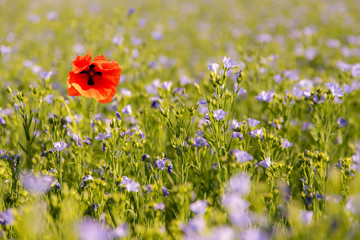 Field with violet flowers and one red poppies
