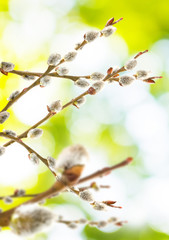  willow on a green background