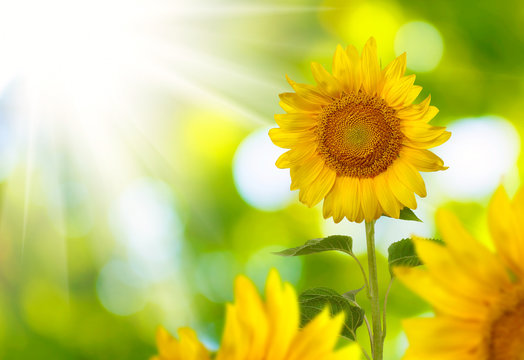 image field of sunflowers