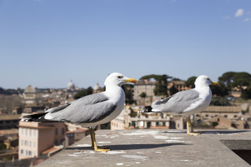 Obraz premium seagulls in rome, italy