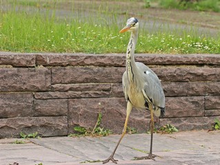 Graureiher (Ardea cinerea) auf der Jagd am Teichufer 
