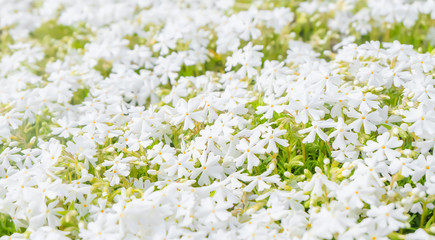 white flowers.