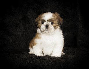 Shih-Tzu en studio sur fond noir