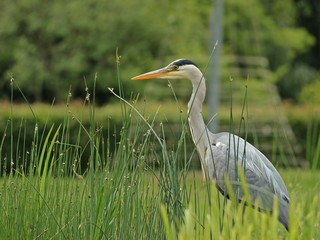 Graureiher (Ardea cinerea) auf der Jagd am Teichufer 
