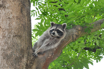 Waschbär (Procyon lotor)