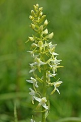Zweiblättrige Waldhyazinthe (Platanthera bifolia) 