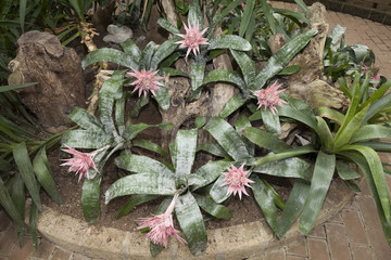 Piante di Guzmania