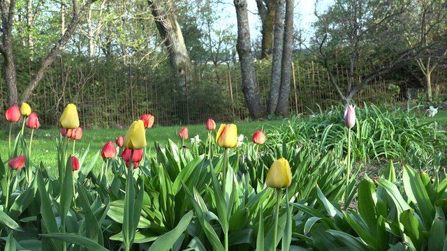 vivid tulip flowers, tree and bower in spring park, garden. 4K
